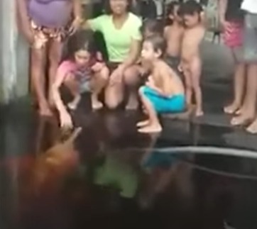 Vídeo boto aparece na varanda de casa depois de fortes chuvas na Grande Manaus