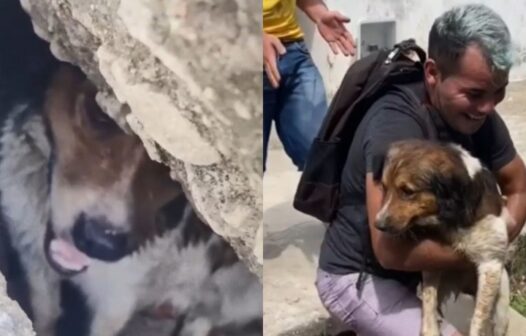 Vídeo: cachorro cai em bueiro e é resgatado pela população