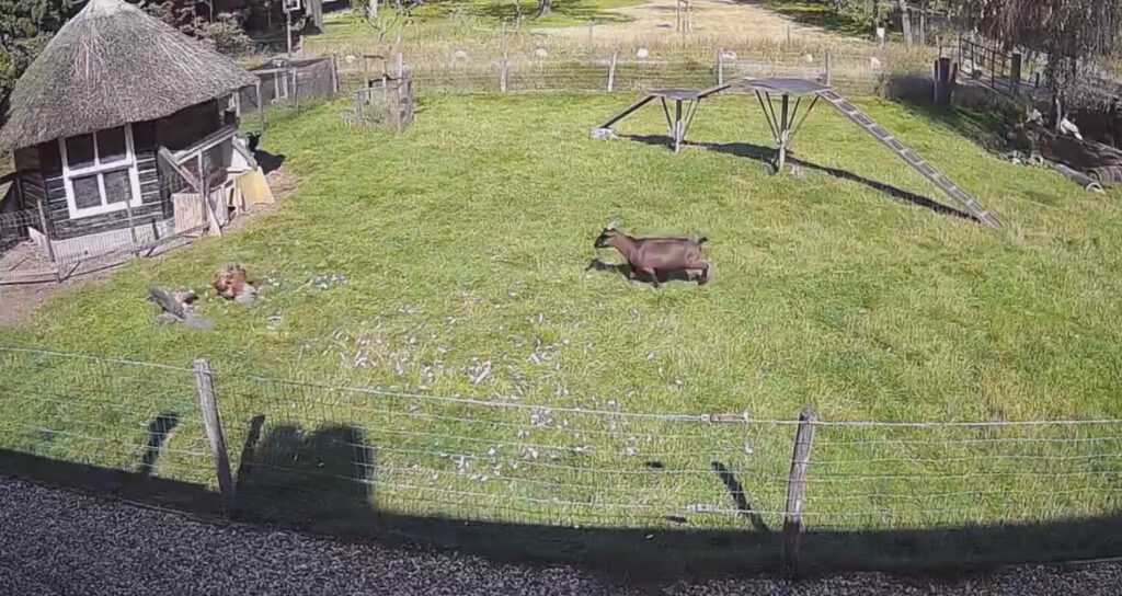 Vídeo: galo e bode salvam galinha de ataque de falcão