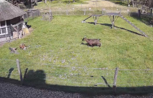 Vídeo: galo e bode salvam galinha de ataque de falcão