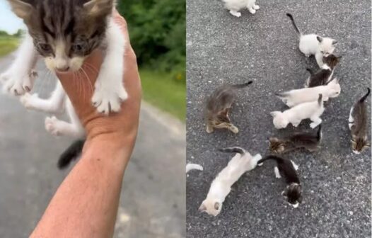 Vídeo: homem para em estrada para resgatar gato e cai em “emboscada”