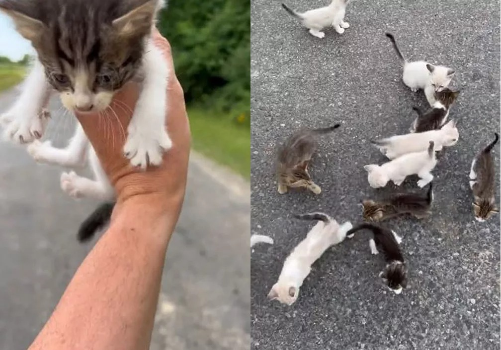 Vídeo: homem para em estrada para resgatar gato e cai em “emboscada”