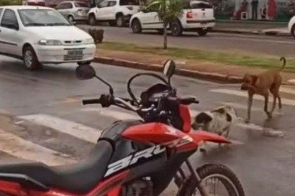 Vídeo: motoristas param para cachorros atravessarem em faixa de pedestres