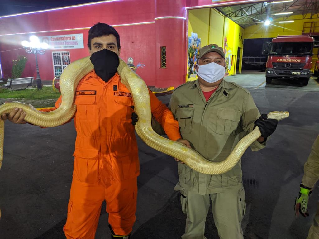 Cobra de 4 metros é resgatada no município de Mucambo, no Ceará