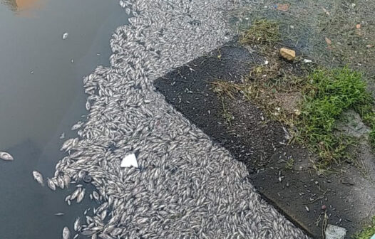 Vazamento de esgoto deixa centenas de peixes mortos em um riacho no bairro São Gerardo