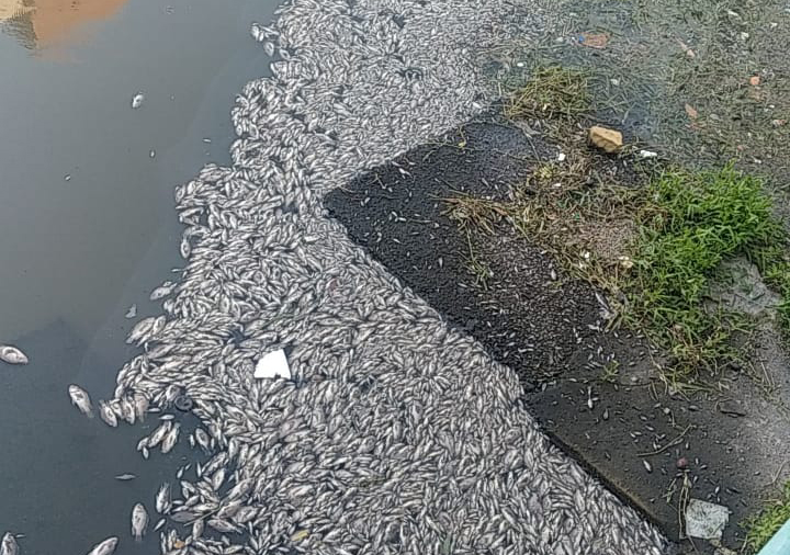 Vazamento de esgoto deixa centenas de peixes mortos em um riacho no bairro São Gerardo