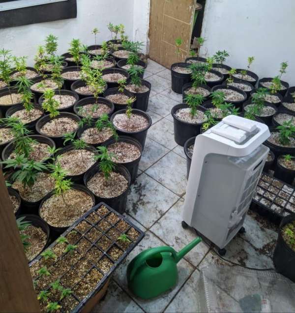 Polícia fecha laboratório com 95 mudas de maconha em Fortaleza