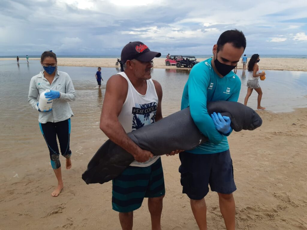 Pescadores resgatam filhote de peixe-boi na praia do Uruaú, em Beberibe