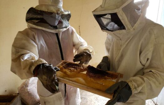 Bombeiros resgatam e criam abelhas em Canindé
