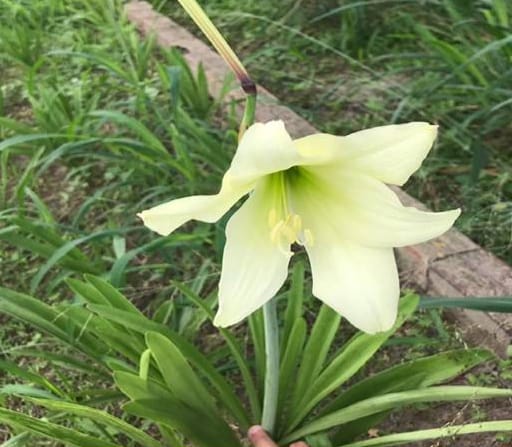 Estudo indica compostos anti-inflamatórios em planta da caatinga