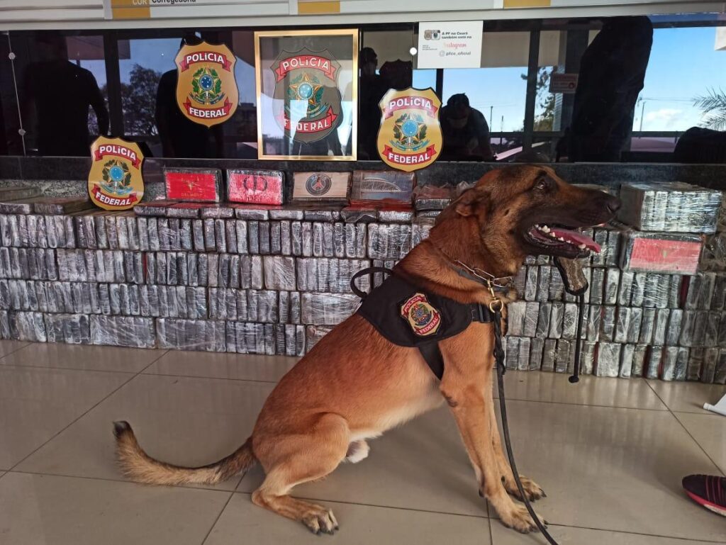 Com auxílio de cão farejador, PF faz maior apreensão de cocaína do ano no Ceará