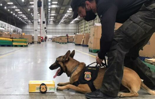 Com ajuda de cão farejador, Polícia Federal apreende droga escondida em caixa de chocolate em Fortaleza