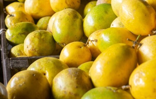 Hora do suco de maracujá: preço da fruta tem queda de 28,6% na Ceasa Cariri