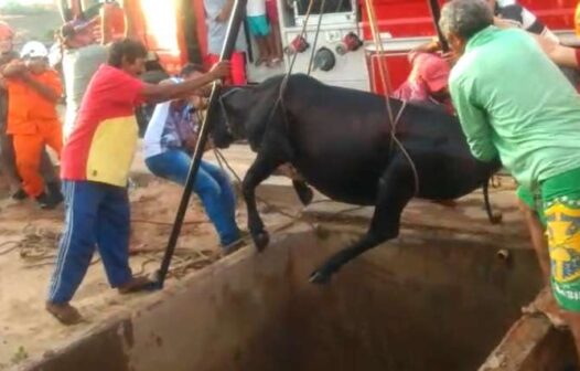 Bombeiros resgatam vaca de 400 kg presa em cisterna em Capistrano, no Ceará