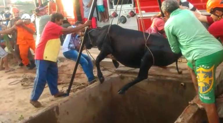 Bombeiros resgatam vaca de 400 kg presa em cisterna em Capistrano, no Ceará