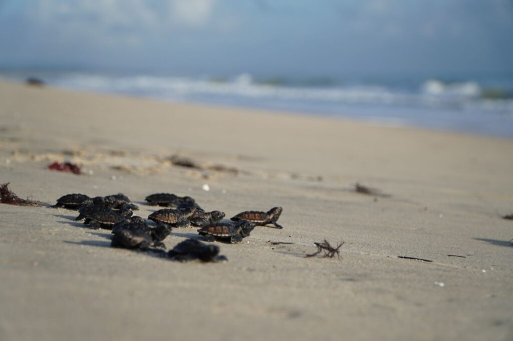 Praia do Cumbuco, em Caucaia, registra nascimento de mais 73 tartarugas de espécie em extinção