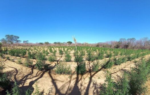 30 mil pés de maconha são destruídos pela Polícia Militar da Bahia