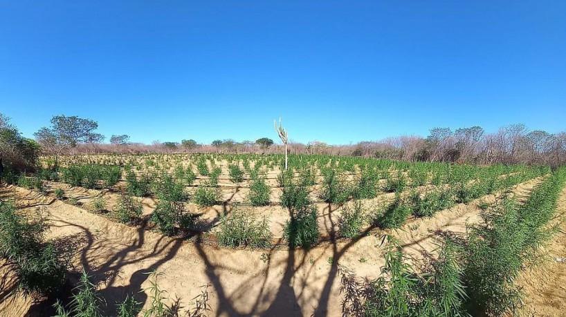 30 mil pés de maconha são destruídos pela Polícia Militar da Bahia