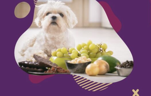 7 alimentos que não podemos dar para os cachorros e que as pessoas não sabem