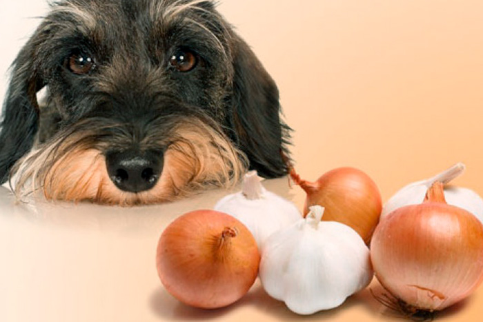 cachorro pode comer cebola ?