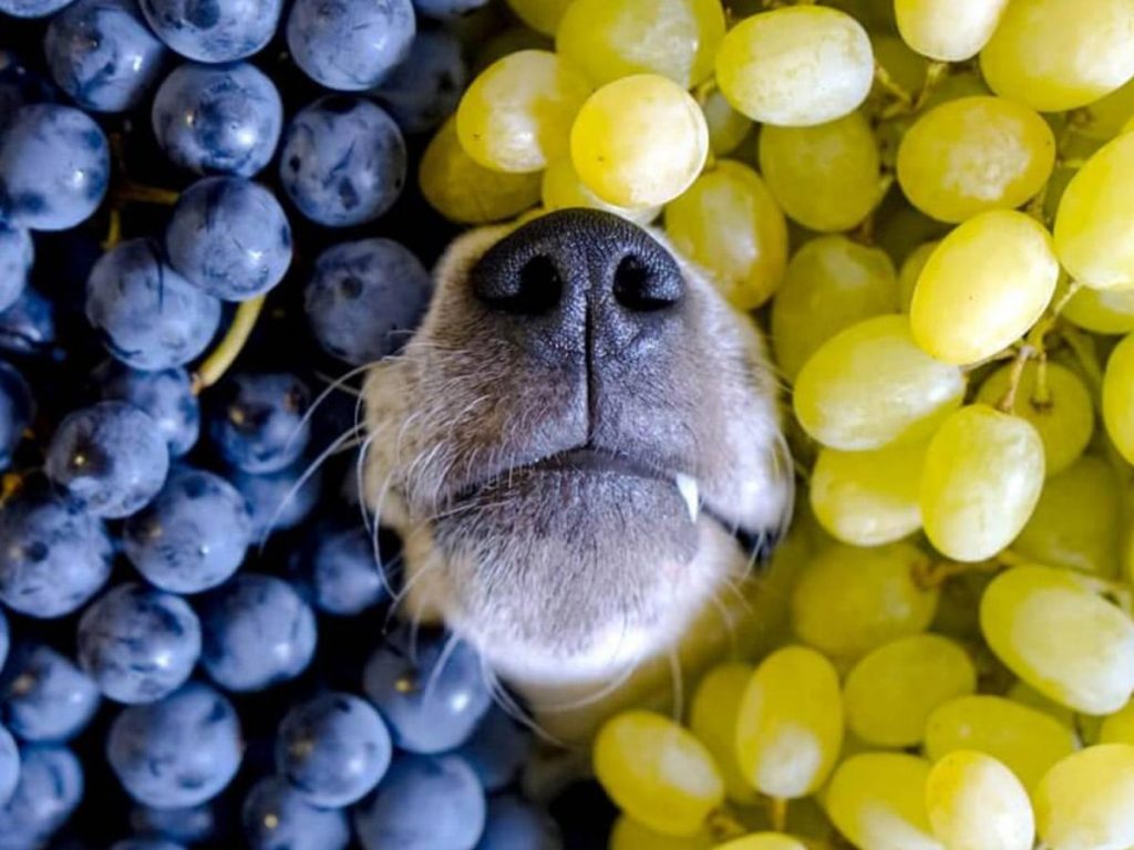 Cachorro pode comer uva ou uva-passa? - Tudo de Cachorro