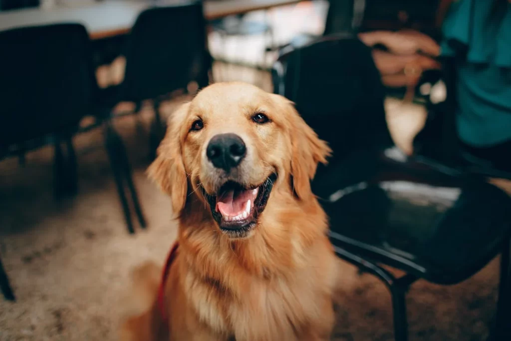 Cachorros de estimação estão proibidos na Coreia do Norte