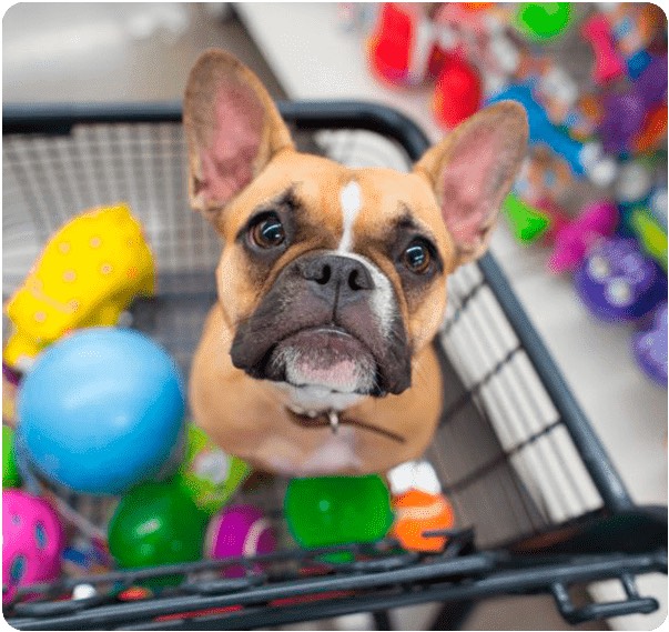 Como o lockdown afeta o comportamento dos animais e o seguimento pet?