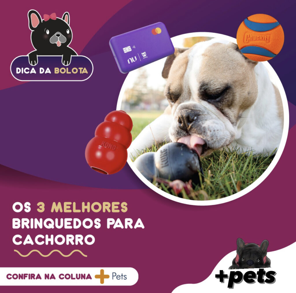 Os três melhores brinquedos para cachorro