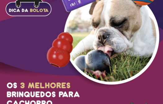 Os três melhores brinquedos para cachorro