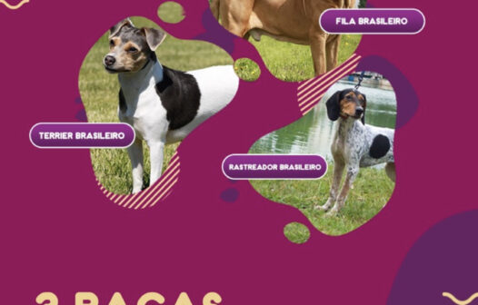 Três raças de cachorro originalmente brasileiras