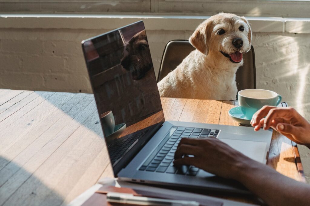 Onde comprar acessórios para pets na internet?