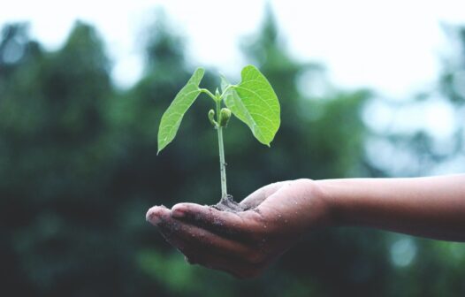 Webinar gratuito discute ações para a sustentabilidade