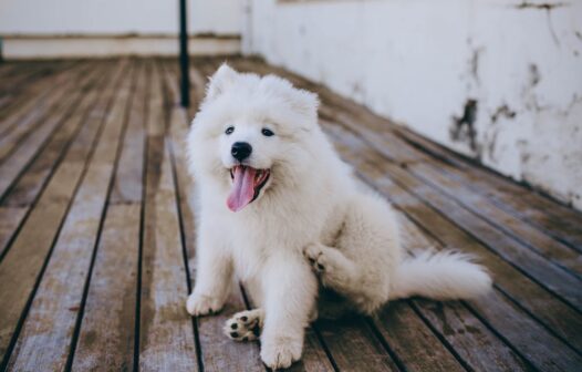 Conheça os tipos de ração e saiba qual o mais indicado para o seu pet