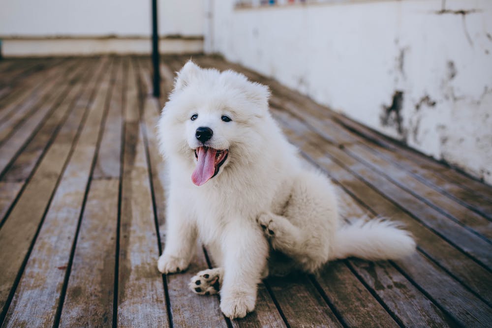 Conheça os tipos de ração e saiba qual o mais indicado para o seu pet