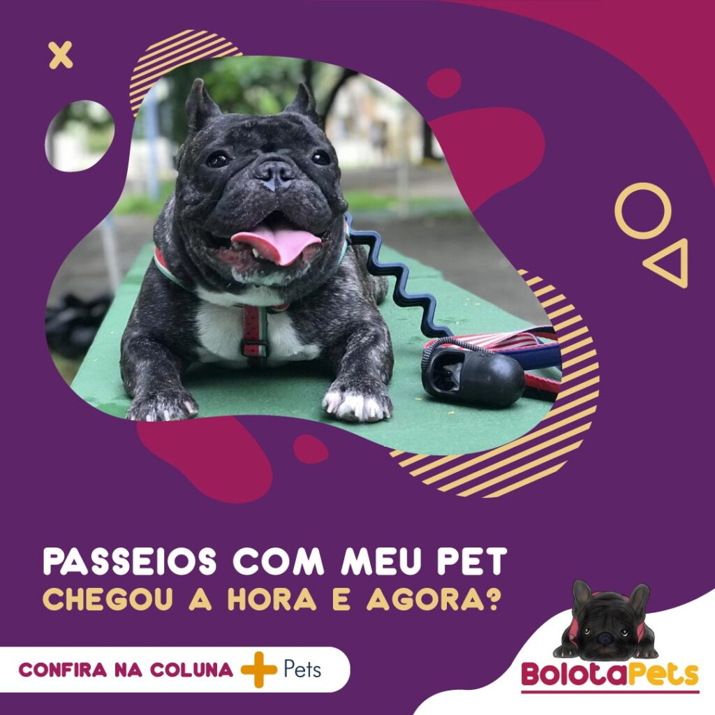 10 dicas para fazer um ótimo passeio com o seu pet