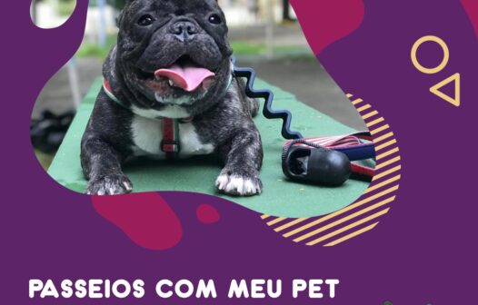 10 dicas para fazer um ótimo passeio com o seu pet