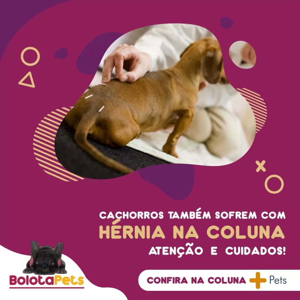 Cachorros também sofrem com hérnia na coluna