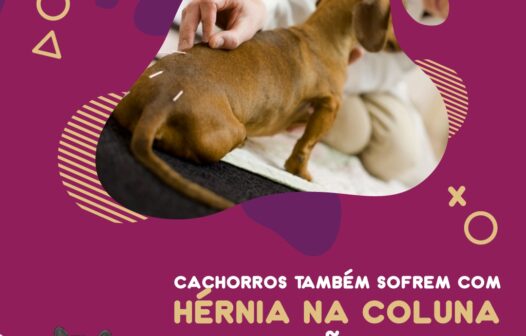 Cachorros também sofrem com hérnia na coluna