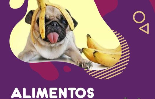 7 alimentos que podem oferecer ao seu cachorro uma vida mais saudável