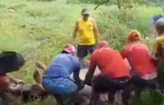 Vaca de 400 kg atola e é resgatada por bombeiros em Fortaleza