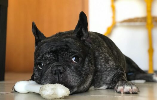 Saiba o que fazer com seu pet caso ele se assuste com a queima de fogos