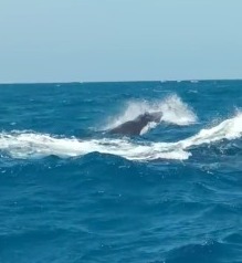 Baleia jubarte é vista no mar da Praia de Icaraí