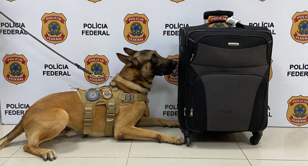 Droga transportada por passageiro é apreendida no aeroporto de Fortaleza