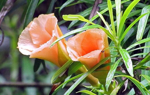 IJF lança edição virtual de Manual de Intoxicações por Plantas para a orientação em casos de acidentes