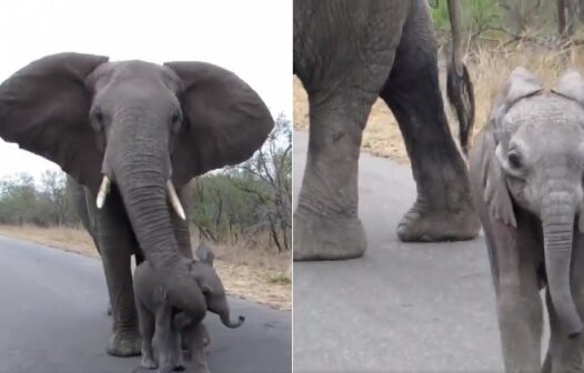 Mamãe elefante impede filhote de se aproximar de turistas