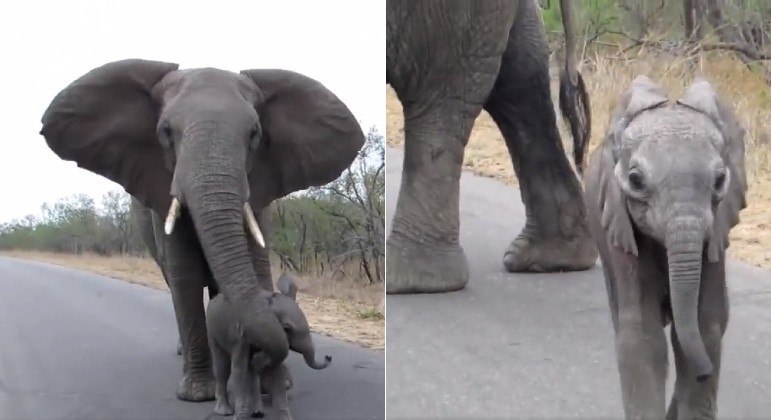 Mamãe elefante impede filhote de se aproximar de turistas