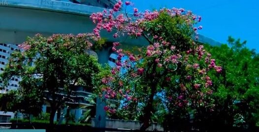 Cidade colorida: florada de ipês traz cores e leveza para Fortaleza