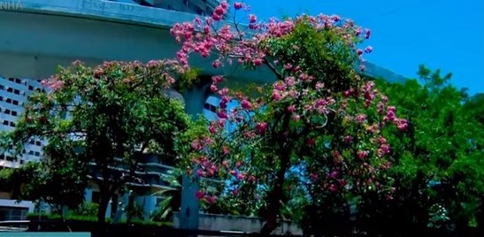 Cidade colorida florada dos ipês traz cores e leveza para Fortaleza