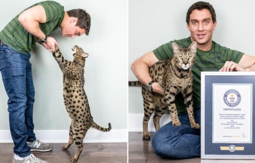 Com quase 48 cm, gato entra para Guinness Book por ser o mais alto do mundo