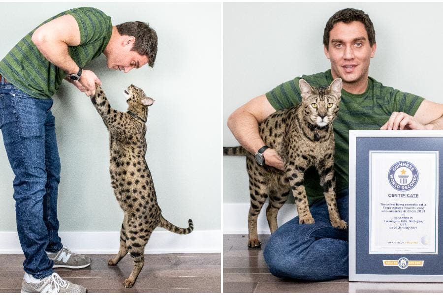 Com quase 48 cm, gato entra para Guinness Book por ser o mais alto do mundo